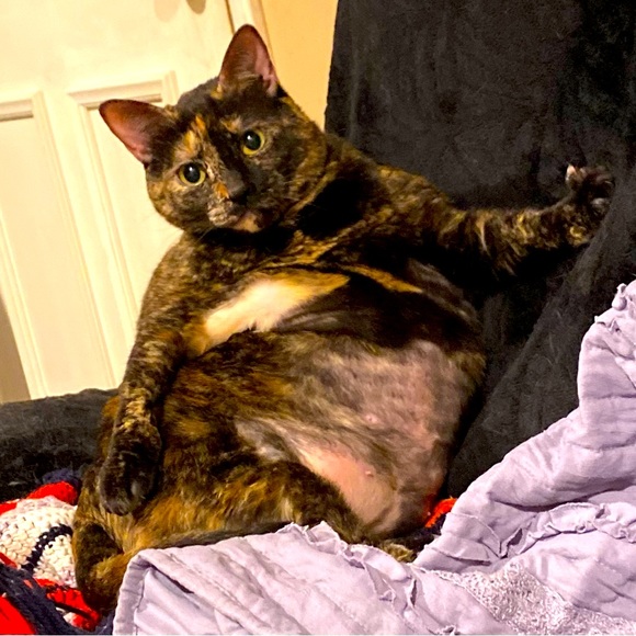 Nova ✨My rotisserie chicken shaped love, wanted to help give you a huge discount - Picture 1 of 1